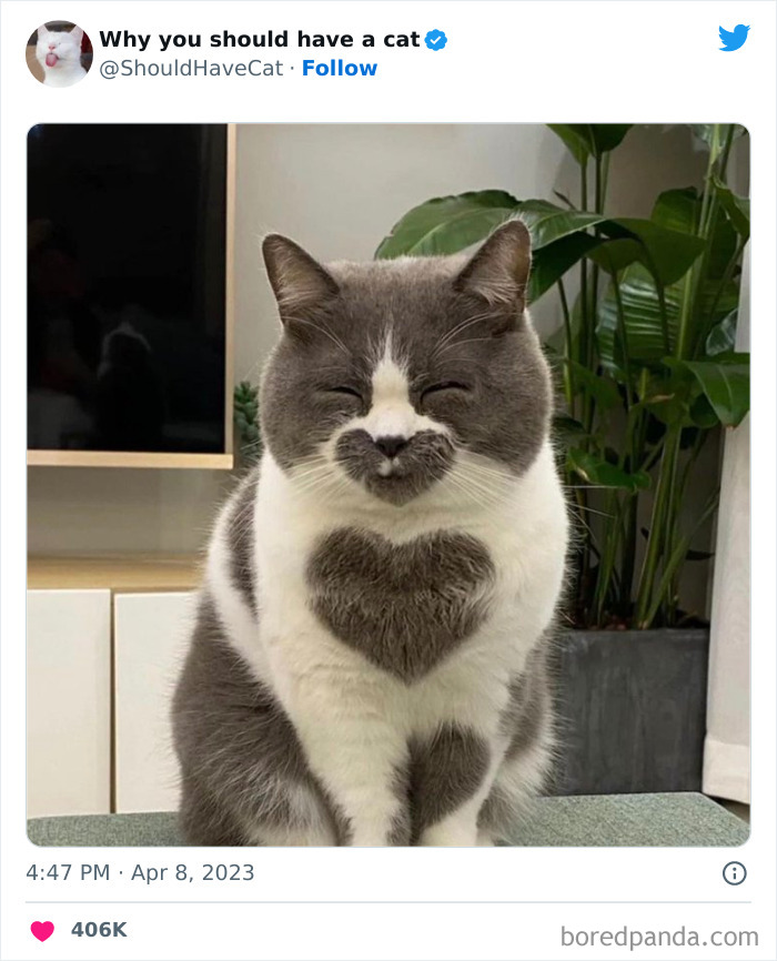 This Twitter Account Shares "Reasons" Why You Should Have A Cat, And Here Are 50 Of The Top Ones