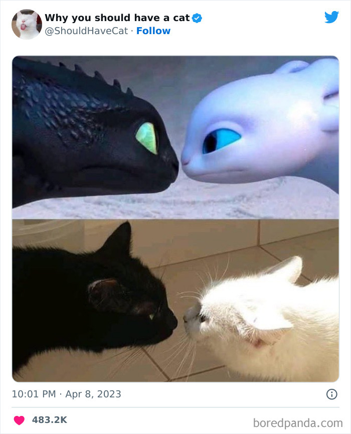 This Twitter Account Shares "Reasons" Why You Should Have A Cat, And Here Are 50 Of The Top Ones