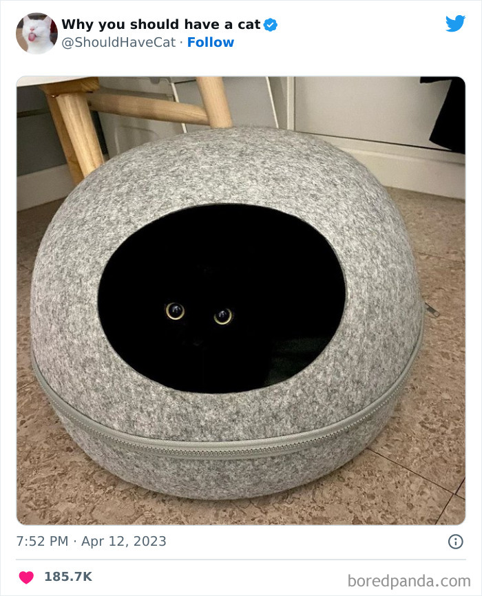 This Twitter Account Shares "Reasons" Why You Should Have A Cat, And Here Are 50 Of The Top Ones