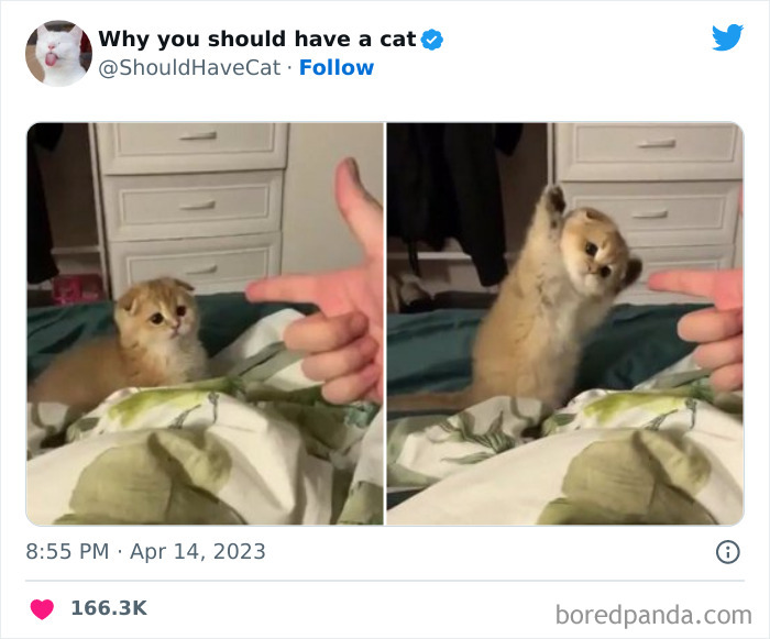 This Twitter Account Shares "Reasons" Why You Should Have A Cat, And Here Are 50 Of The Top Ones