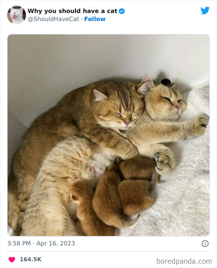 This Twitter Account Shares "Reasons" Why You Should Have A Cat, And Here Are 50 Of The Top Ones