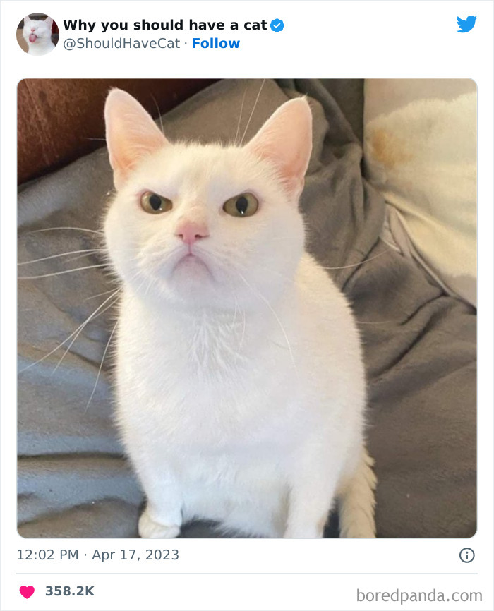 This Twitter Account Shares "Reasons" Why You Should Have A Cat, And Here Are 50 Of The Top Ones