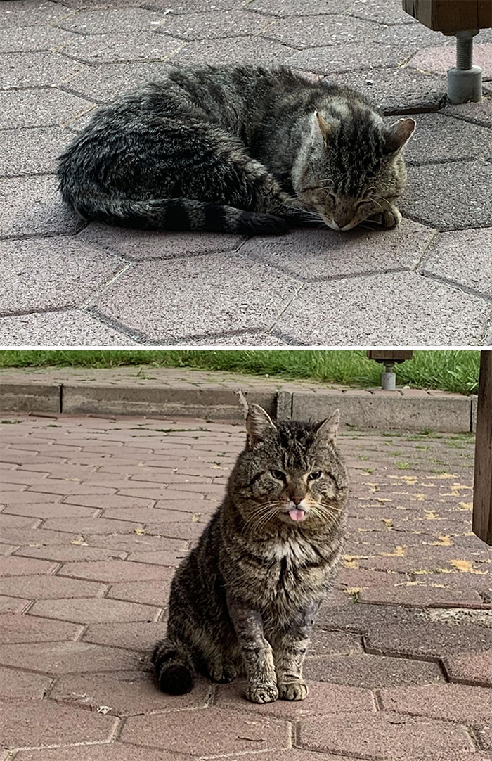 Por fin, después de 5 años cuidando de este gato callejero tan simpático, pero también algo tímido, pudimos atraparlo, llevarlo al veterinario y finalmente adoptarlo oficialmente