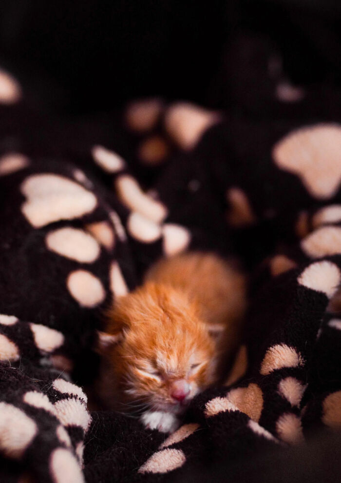 Encontré a este pequeñín en la carretera en una caja cerrada. Bienvenido a la familia, Nugget