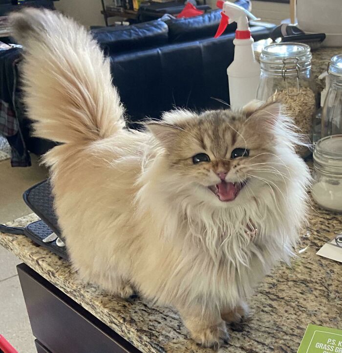 Nunca había mostrado a mi gata Saffrone aquí, ya tiene 6 meses