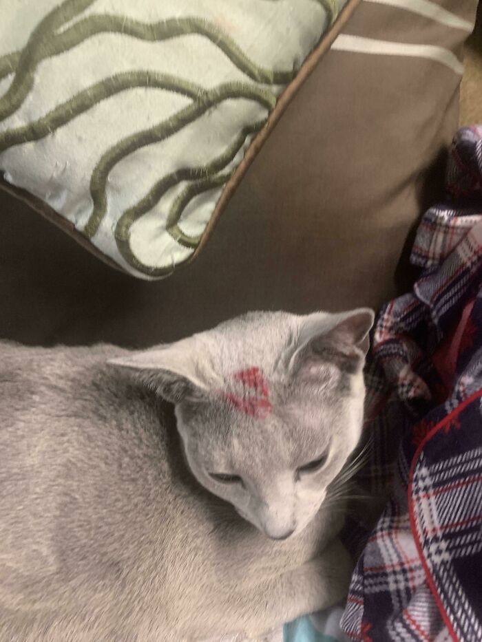 ¿Cómo le quito esto al gato???