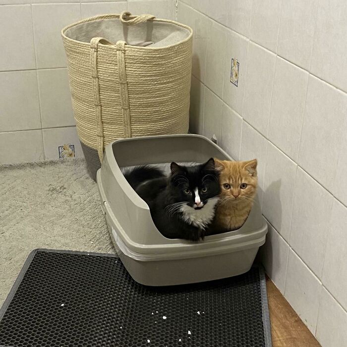Tengo 2 gatos en mi pequeño piso = hacer caca a la vez de forma educada en un mismo arenero
