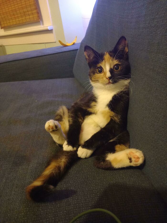 Lilu, mi gato