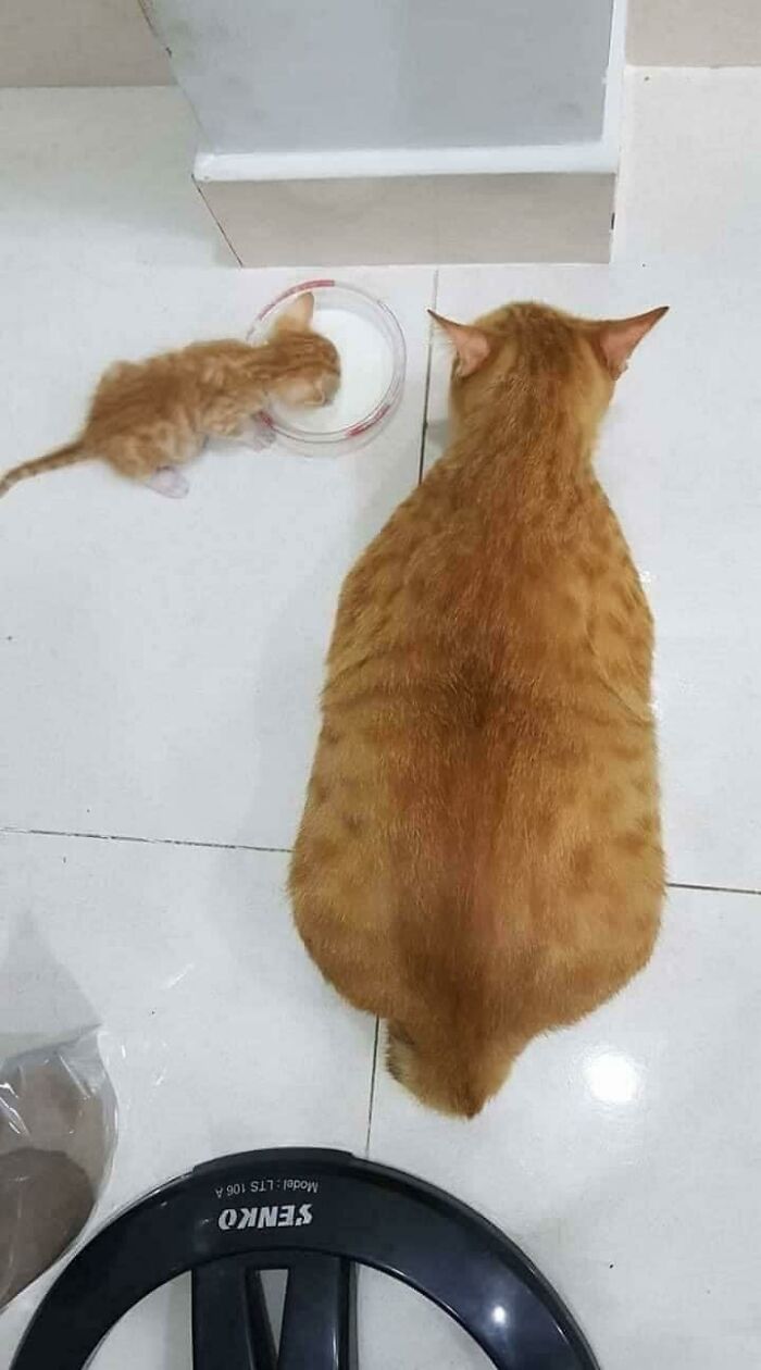 Pea y su papá