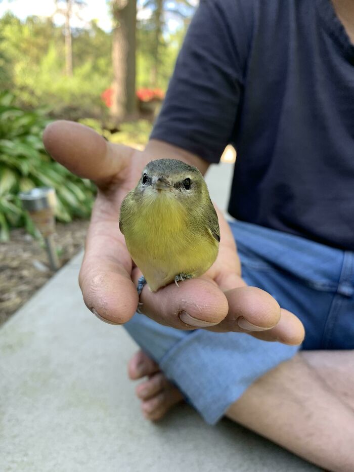 Pajaro pequeño y adorable posado en la mano de una persona, mostrando animales adorables en un entorno natural.