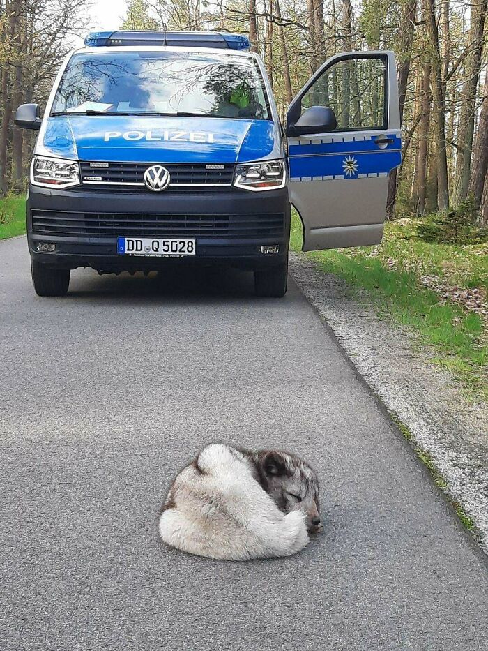 Cachorro de reno adorable durmiendo en la carretera frente a un coche de policía en un entorno natural.