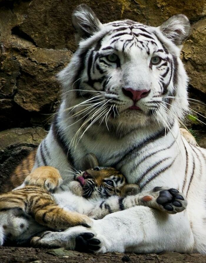 Tigre blanco adulto abrazando a tigrillo cachorro, imagen de animales adorables para alegrar el día en naturaleza.