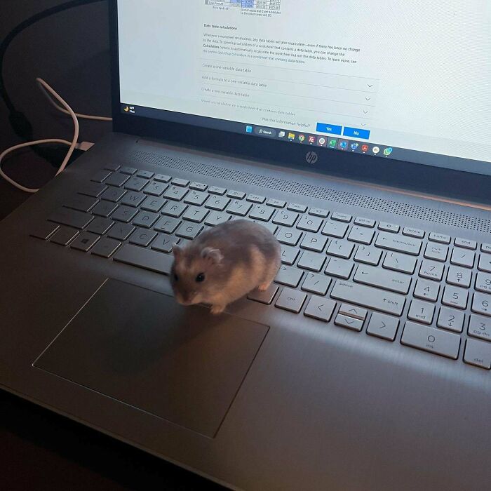 Hamster pequeño sobre el teclado de una laptop, una de las fotos divertidas y absurdas de animales para alegrarte el día.