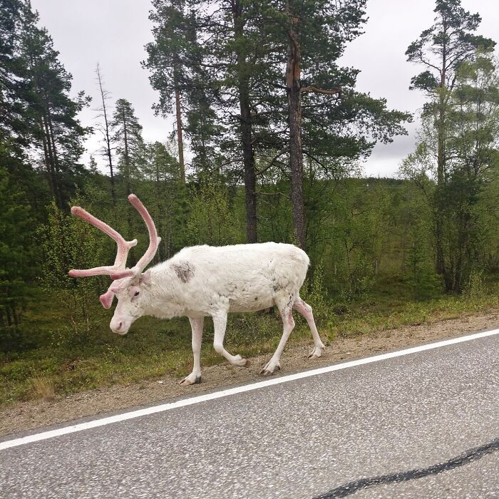 Este reno albino que vi mientras viajaba en la Laponia finlandesa