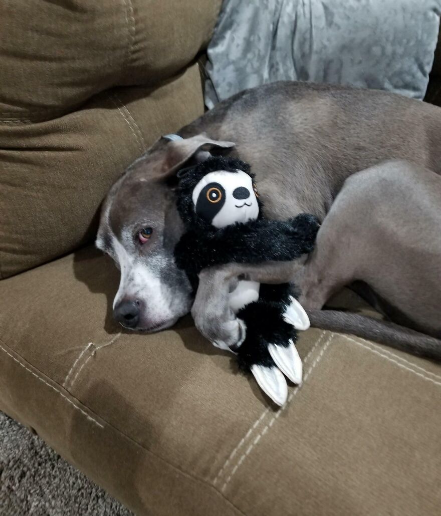 Mi hijo se ha dado cuenta de lo vieja que se está haciendo nuestra perra, así que intenta consolarla con su perezoso de peluche, y a ella le encanta