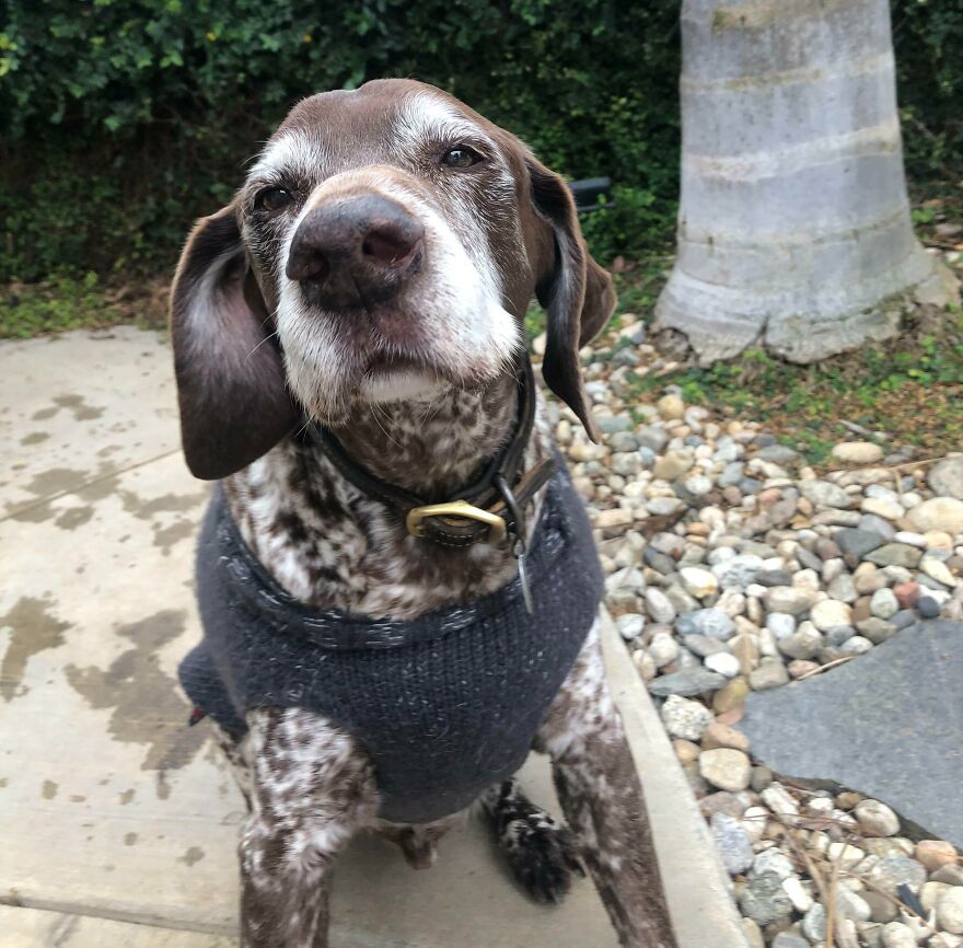 Este anciano ha cumplido hoy 15 años. ¿Podemos desearle un feliz cumpleaños a mi bebé de cuatro patas?