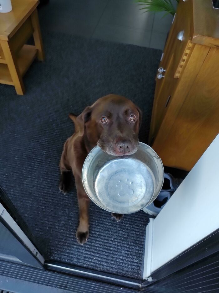 Este es Fred (10 años). Todavía hoy parece y actúa como un cachorro