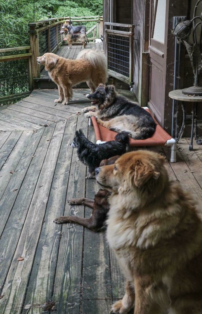 Todos los perretes del santuario para perros ancianos Old Friends (Viejos Amigos), un grupo muy especial