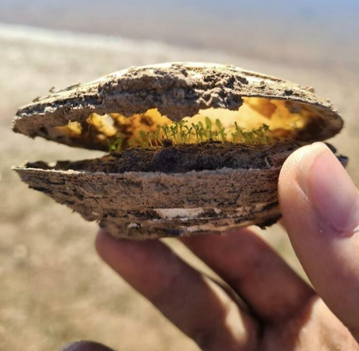 Encontré una almeja vieja junto a un lago en el sur de Australia y descubrí una pequeña colonia de plantas en su interior que vive de los nutrientes 