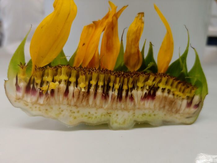 Tuve que cortar un girasol en el trabajo y pensé que podría ser apreciado aquí 