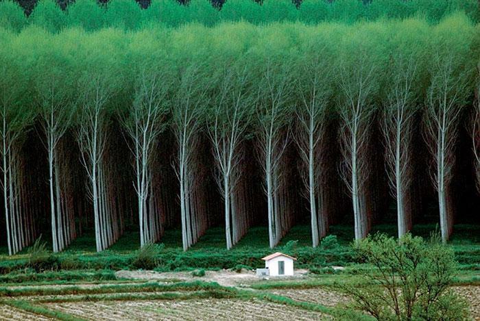  El bosque perfecto 