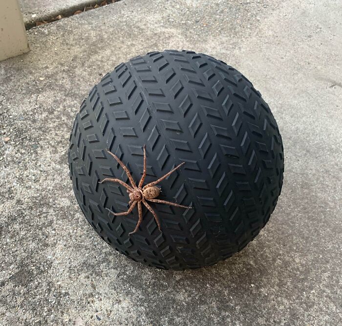 A punto de empezar mi entrenamiento en casa y vi a este tipo colgado de mi pelota