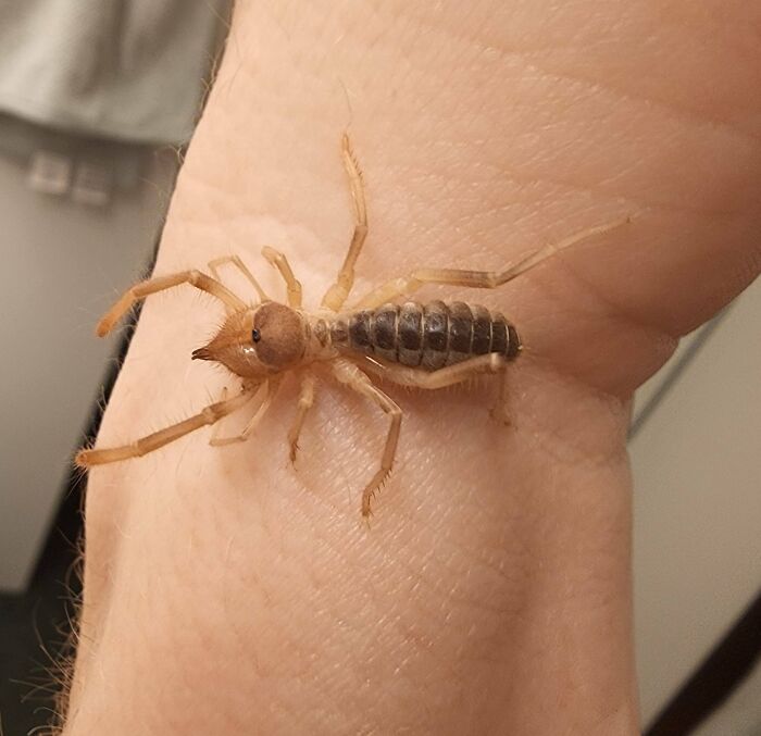Una de las cosas más raras que he atrapado en mi casa (Sur de California)