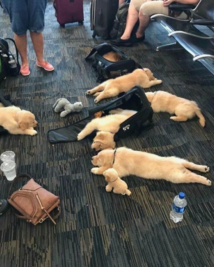 Oh no, alguien derramó todos sus cachorros