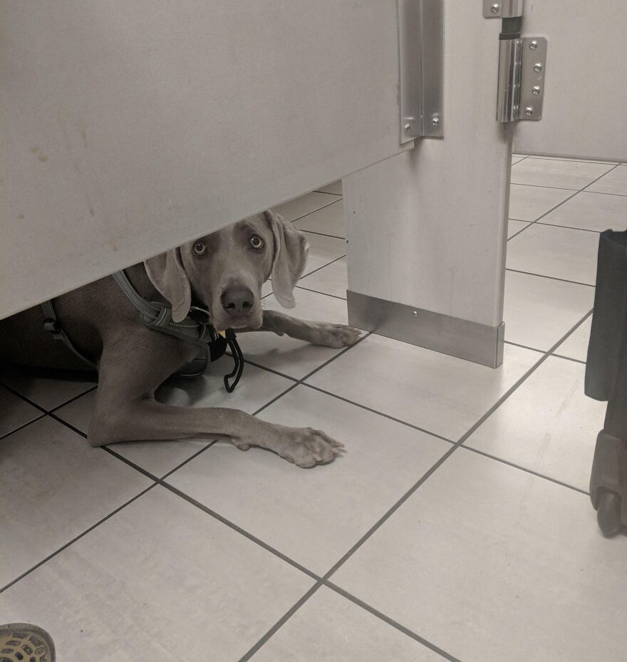 Este perro me observaba en el retrete del aeropuerto