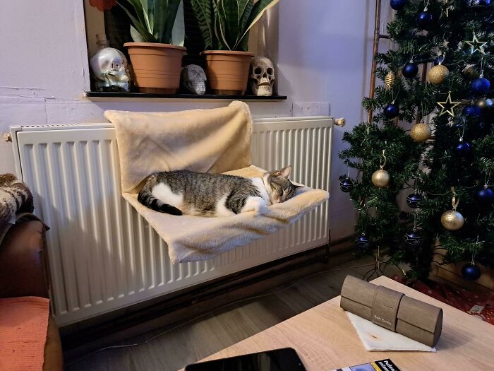 Compré una de esas hamacas colgantes para gatos, no esperaba que le gustara tanto