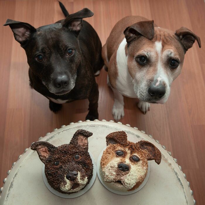 Cupcakes de cumpleaños para estos dos