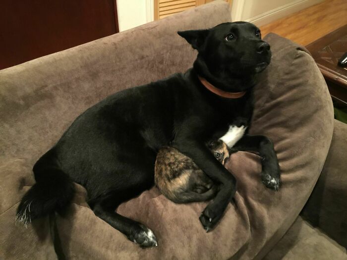 Llegué a casa y vi que el perro de mi compañero de casa estaba protegiendo a mi gatito de los truenos y relámpagos