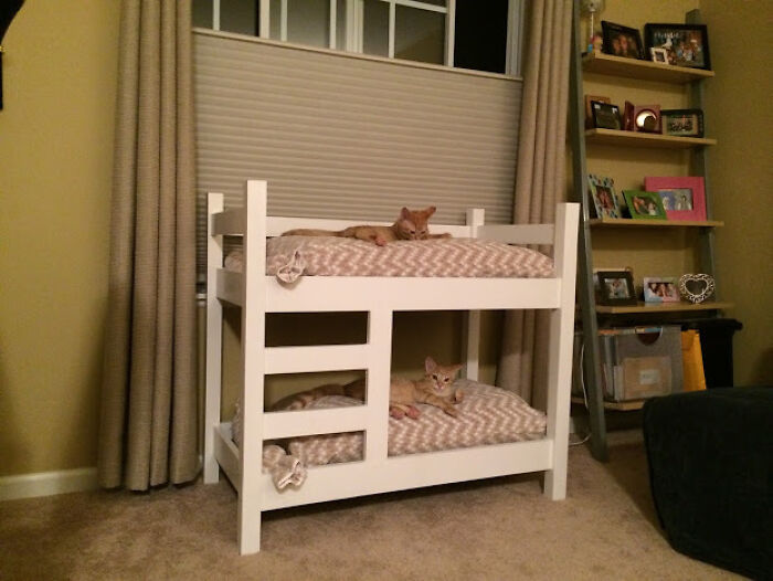 Mi padre construyó unas literas para los gatos de mi hermana. Y realmente las usan
