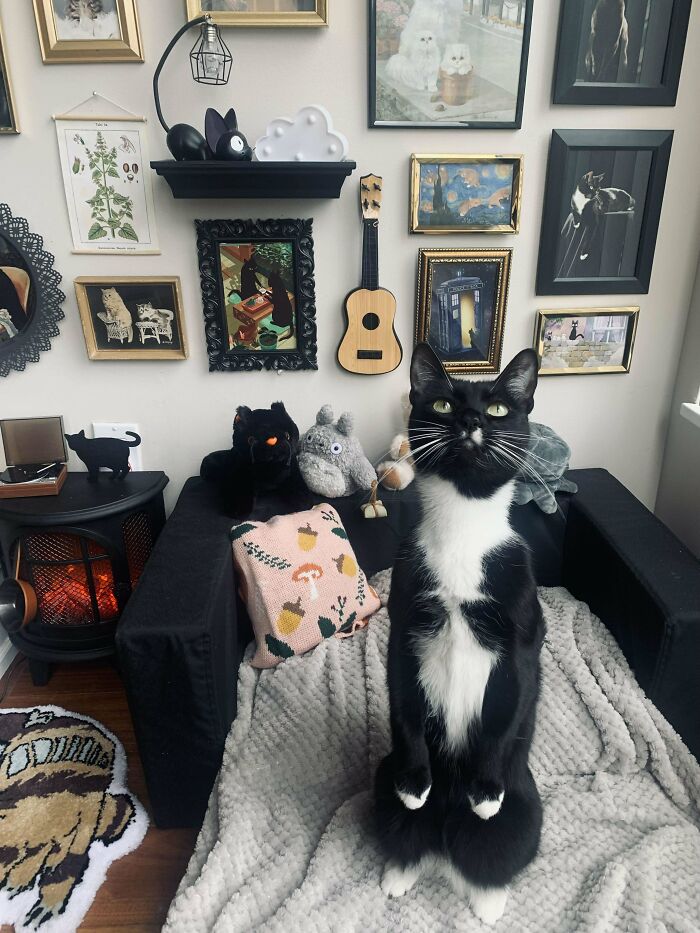 El salón de mi gato es más bonito que el mío