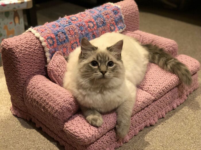 Floofy (y su chica, Swipe) en su nuevo sofá