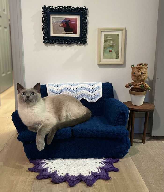 ¡Alguien está muy contento con su propia sala de estar!