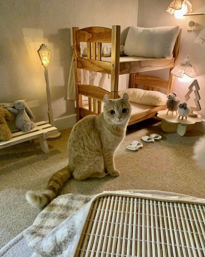 Un dormitorio para gatos perfectamente razonable