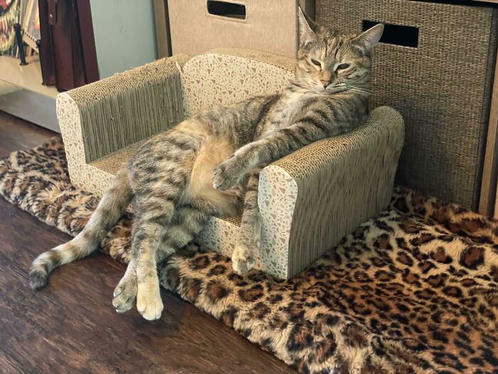 El gato más interesante del mundo