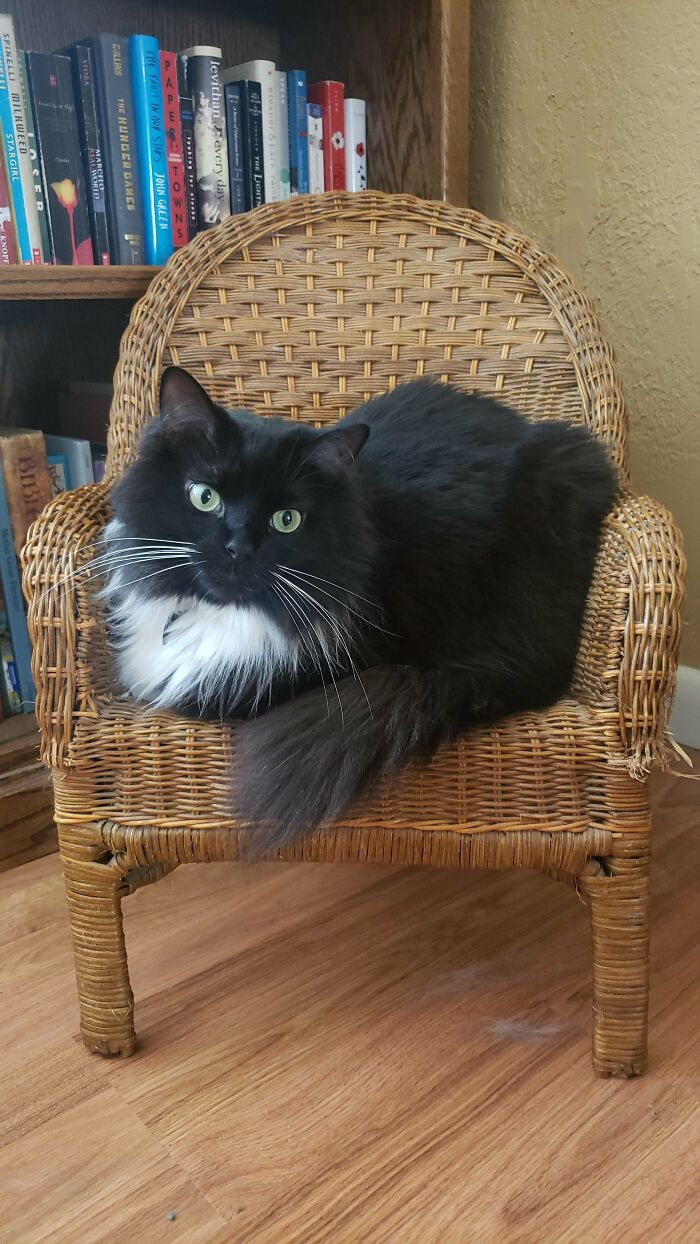Mi guapo Bastian en su trono de mimbre