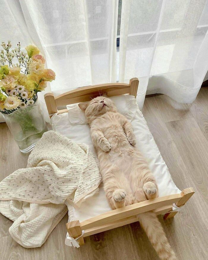 Una gatita bien cómoda