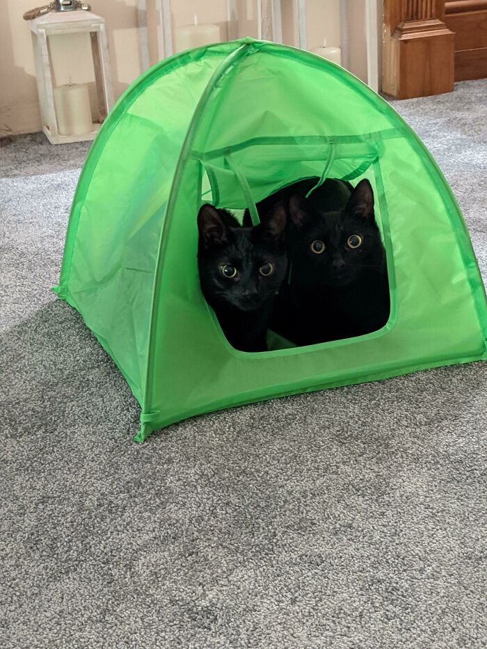 Compré una tienda para los gatos. Probablemente lo mejor de 2020