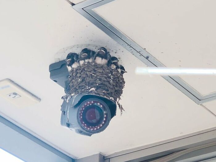 La gente no dejaba de apuntar con sus teléfonos a la cámara de videovigilancia