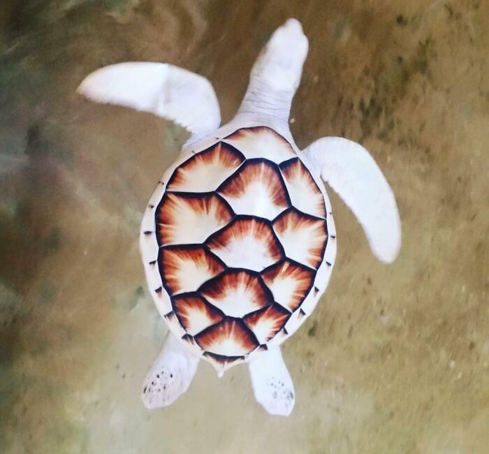 Una tortuga albina que vi durante mis vacaciones a Sri Lanka