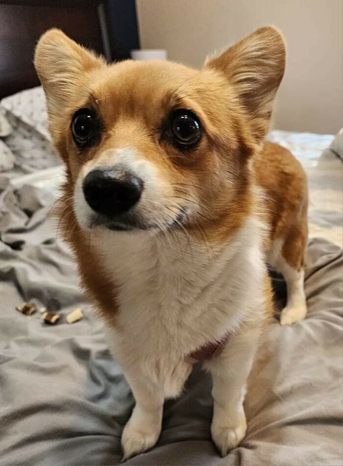 Adopté a este corgi mayor de una pareja que vivía en una residencia asistida y que ya no podía cuidar de él. ¡Saludad a Binki!