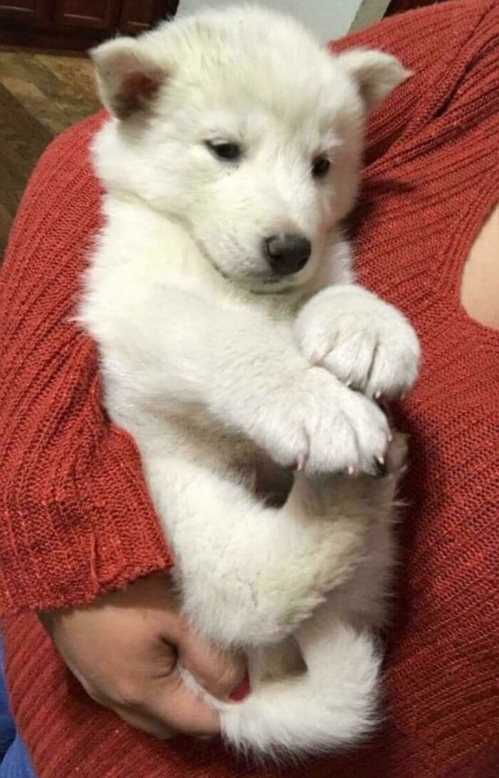 Nuevo cachorro de oso polar