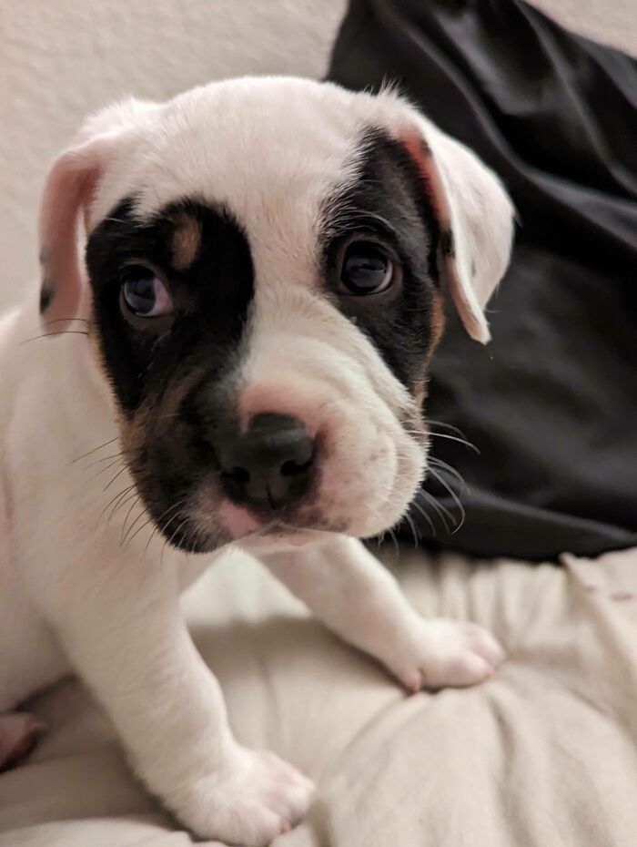Acabamos de adoptar a esta dulce niña de seis semanas