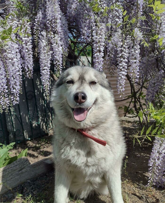 ¡¡¡Mirad a esta perrita feliz!!! Ella era la más pequeña de sus hermanos y nadie quería llevársela. ¡Y yo me la llevé! Ella parece amarme realmente ❤️