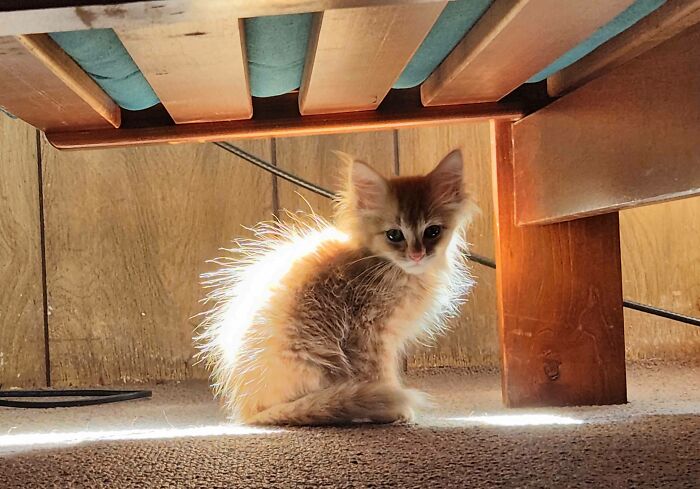 Acabamos de adoptar a este bebé hace una hora. Planeamos llamarlo Icarus