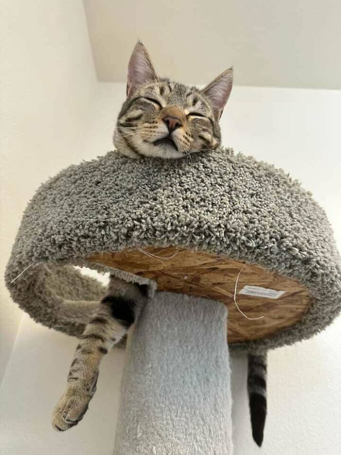A punto de adoptar a este pequeño (gran) chico del refugio en el que trabajo. Pasó un año sin solicitudes, y ahora, ¡por fin estoy preparada económicamente para un gato!