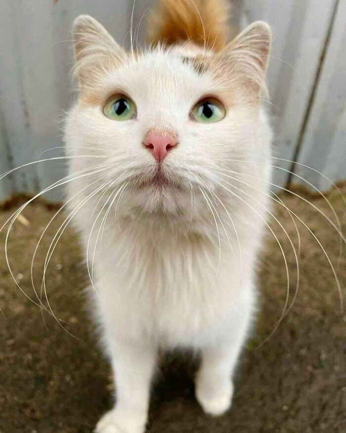 Encontramos esta belleza en el mercado. Estaba muy hambrienta y llena de garrapatas. Decidimos llevarla a nuestra familia, la esterilizamos, la tratamos contra los parásitos y ahora es una gatita muy dulce, cariñosa y agradecida